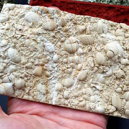 Silicone Texture - The Sea Bottom 2