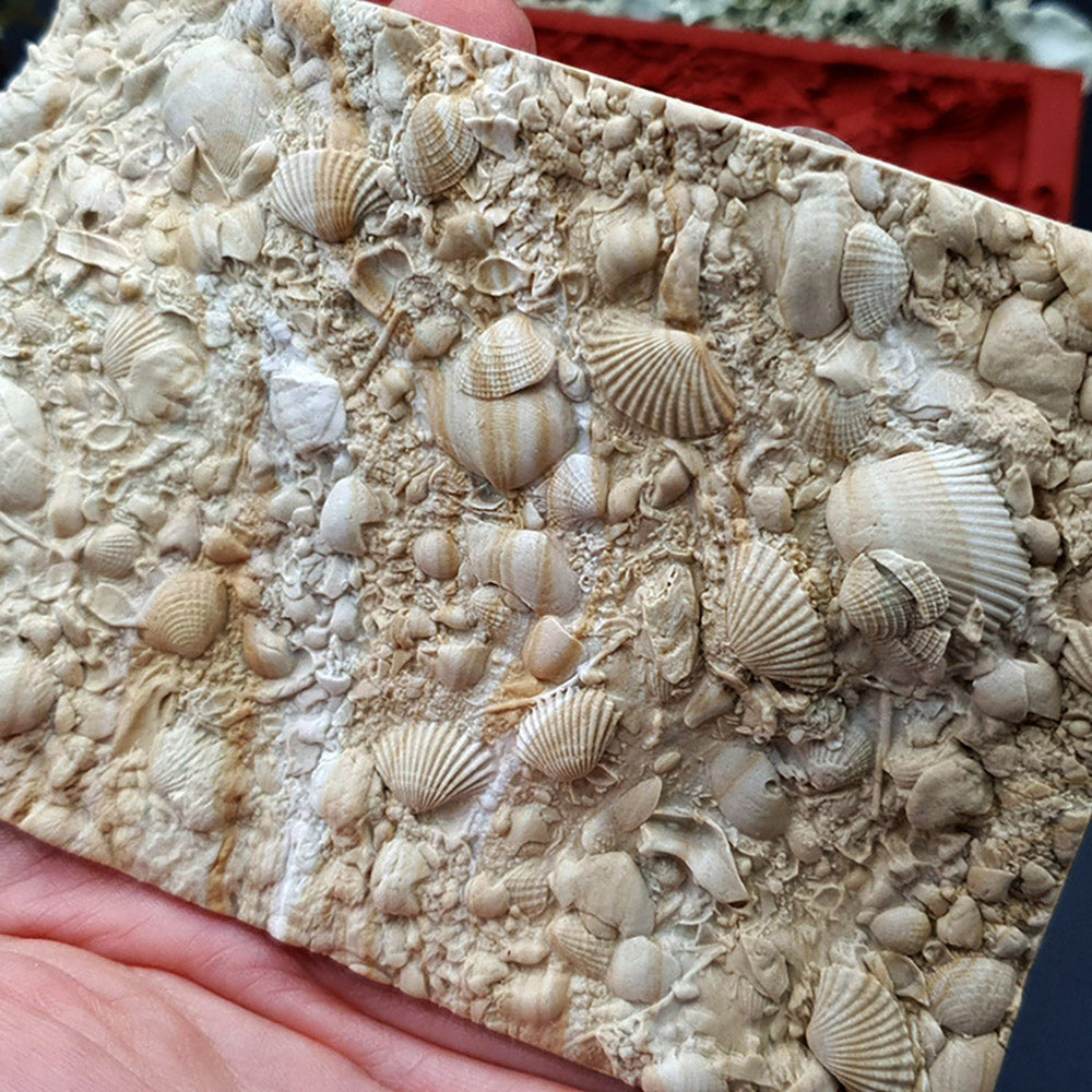 Silicone Texture - The Sea Bottom 2