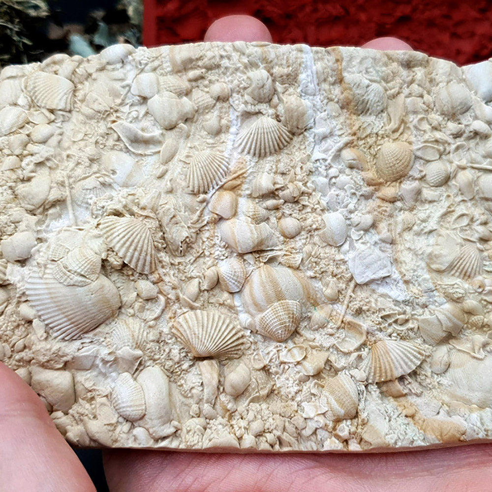 Silicone Texture - The Sea Bottom 2