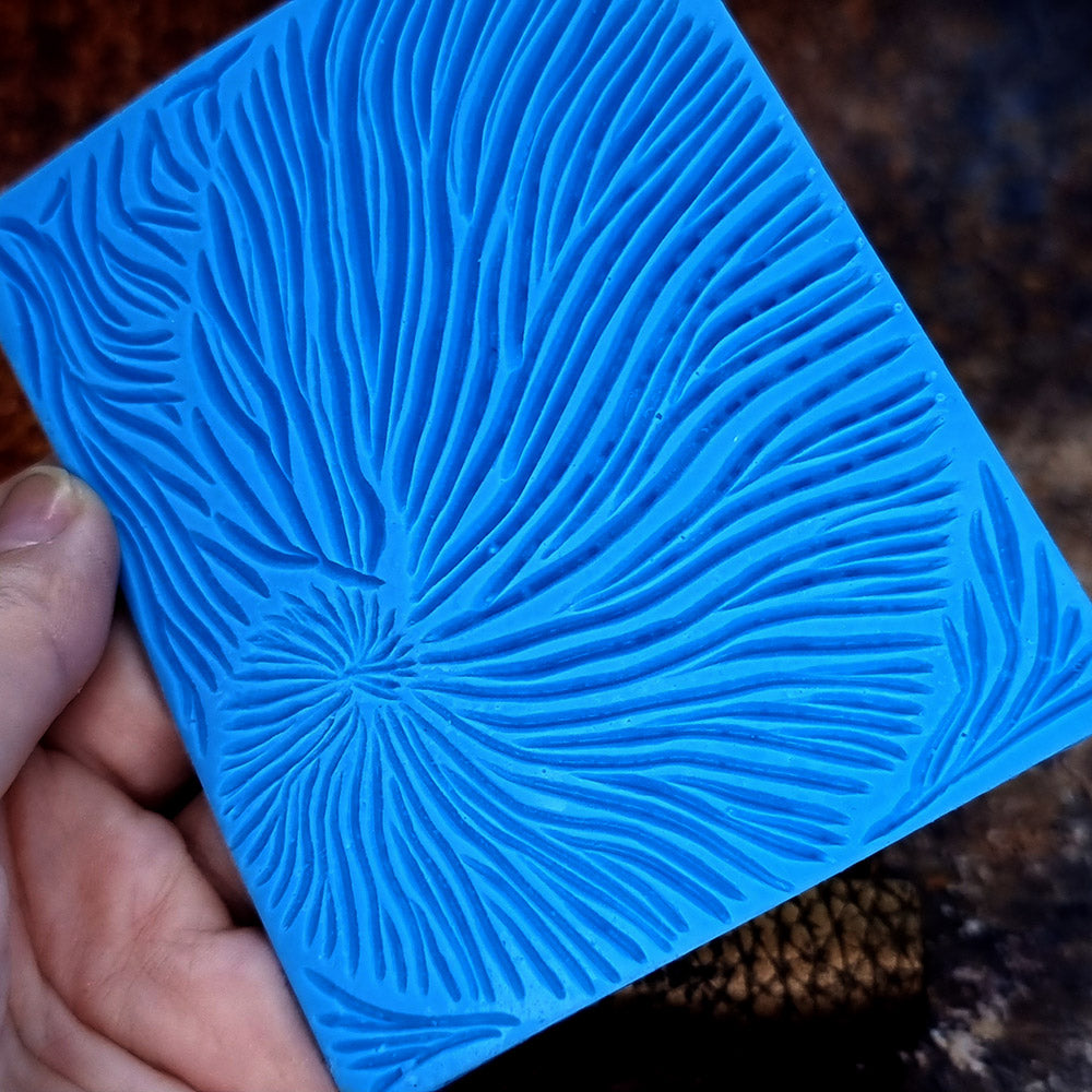 Nautilus Shell