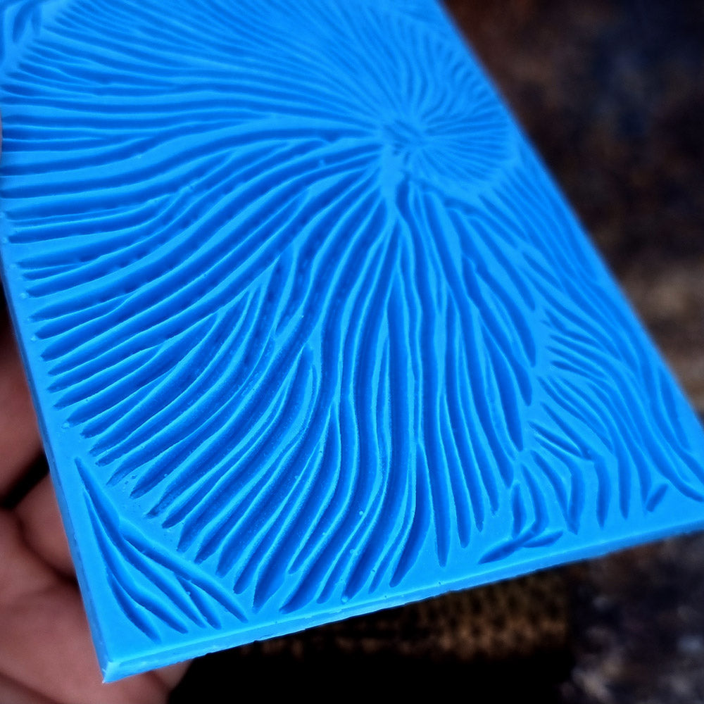 Nautilus Shell