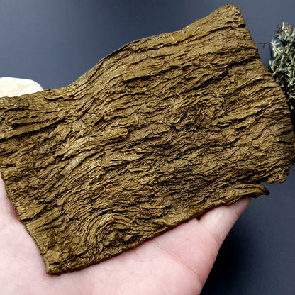 Silicone Texture - Bark of Thai Pine Tree #1